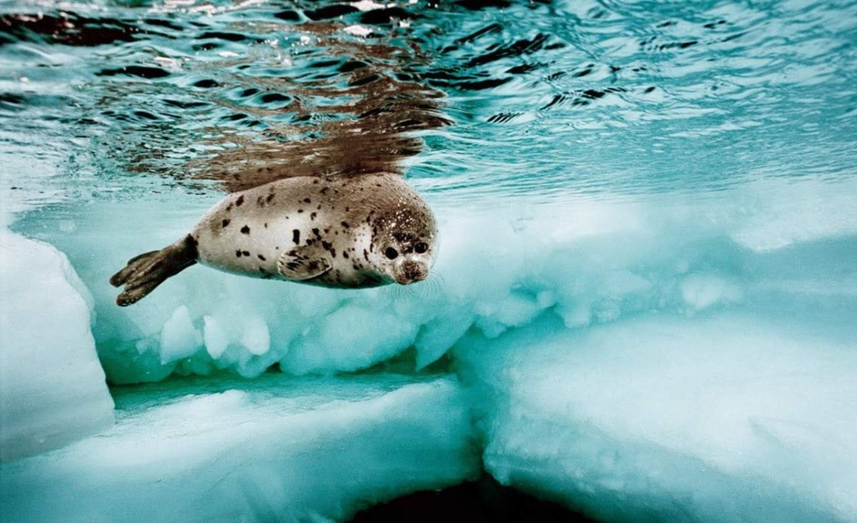Байкальская Нерпа подо льдом