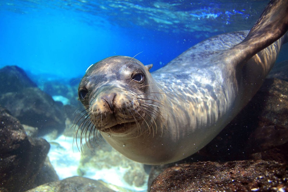 Морские львы на Галапагосах