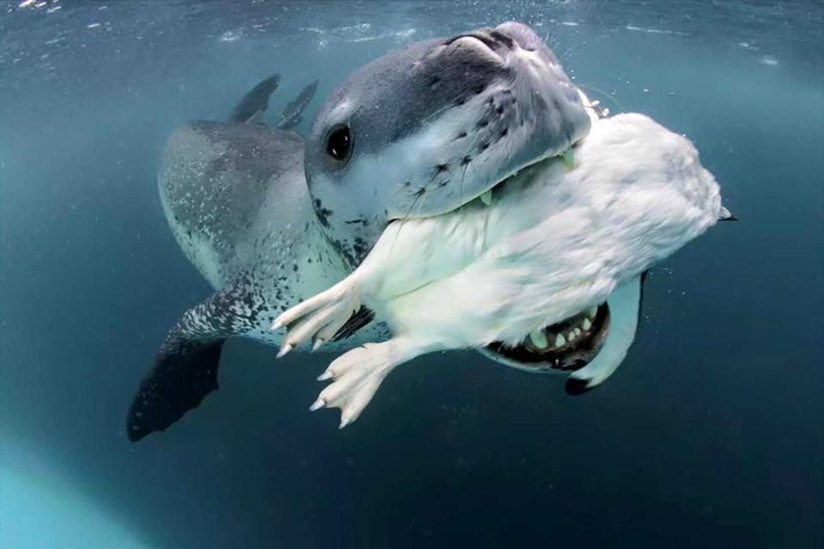 Кирсти Браун морской леопард