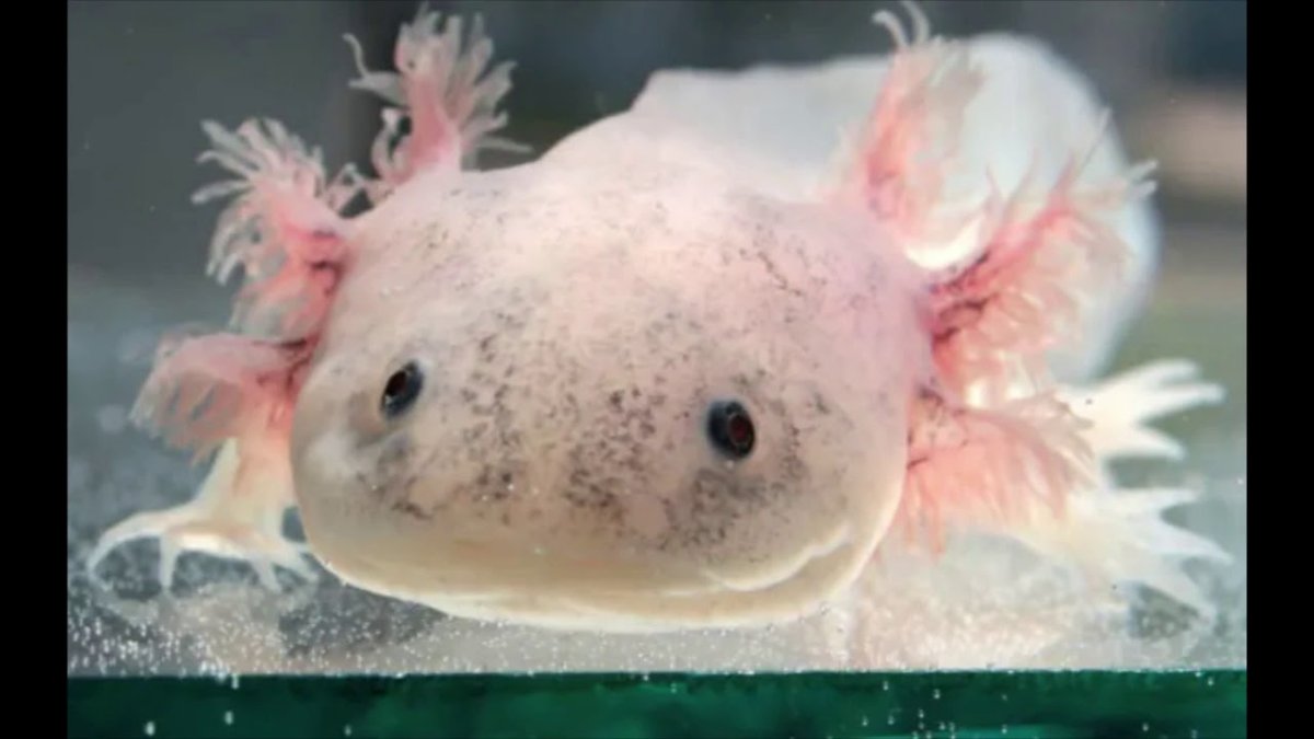Розовое под водой животное