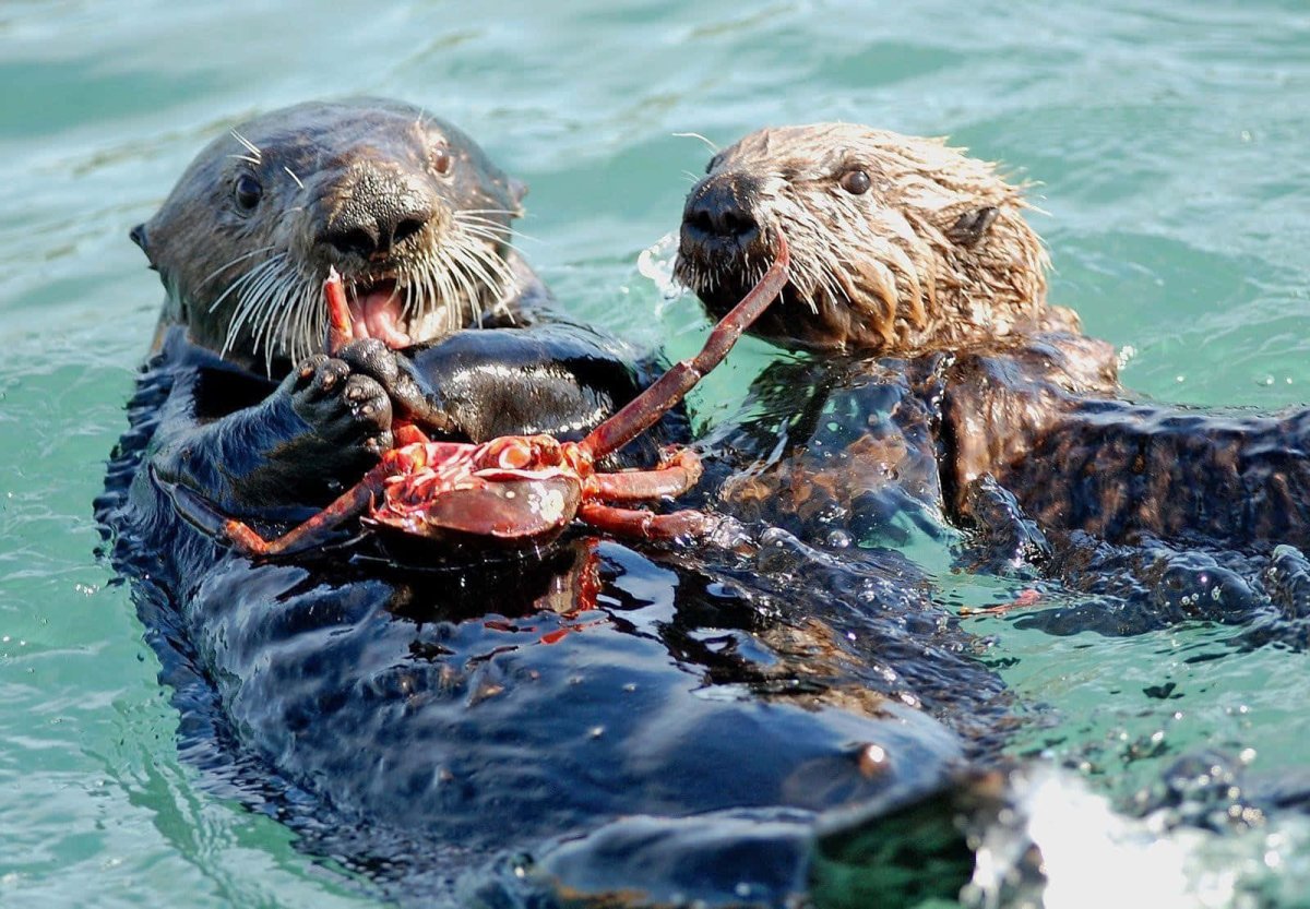 Калан (морская выдра) на суше