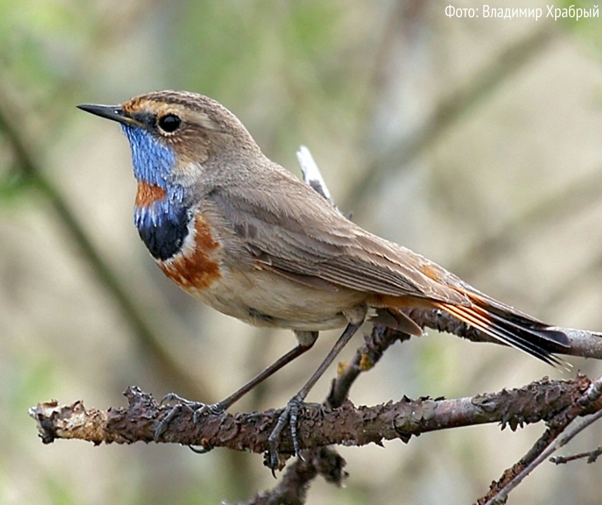 Певчие птицы Ленинградской