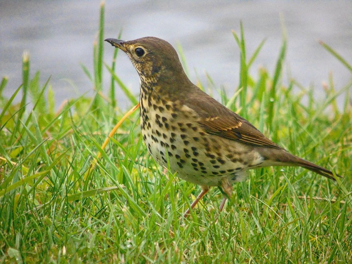Певчий Дрозд самка птенчик