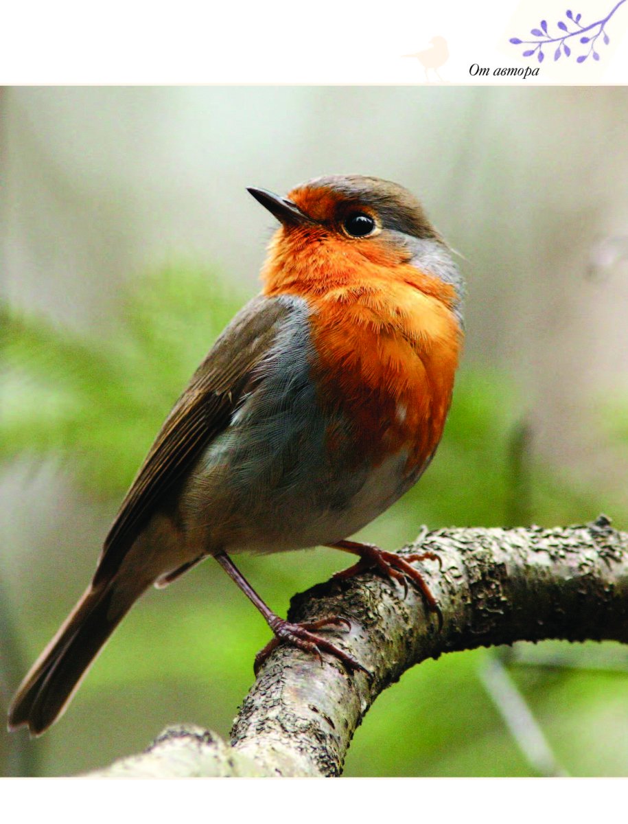 Певчие птицы Урала
