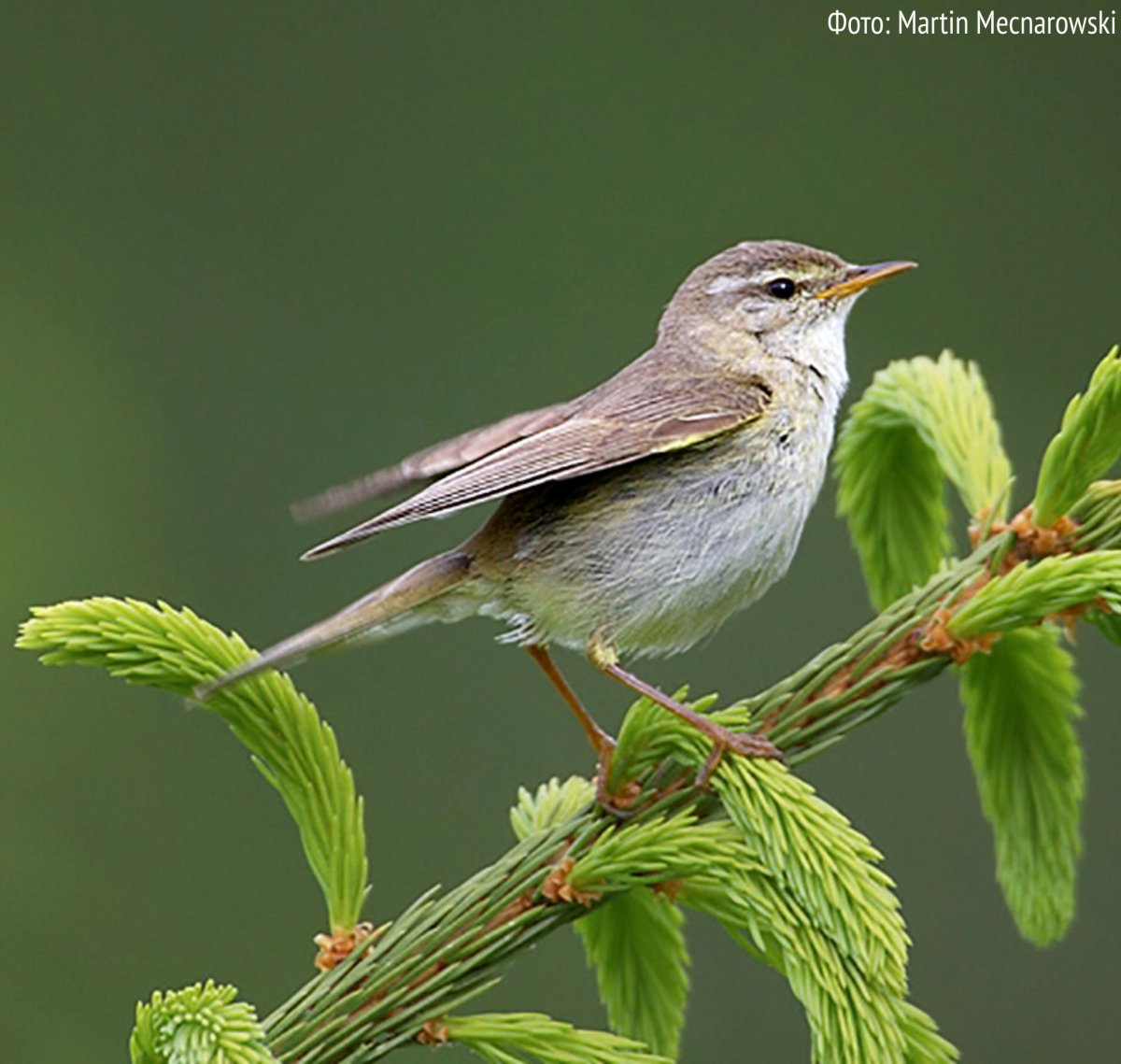 Певчие птички Ленинградской области