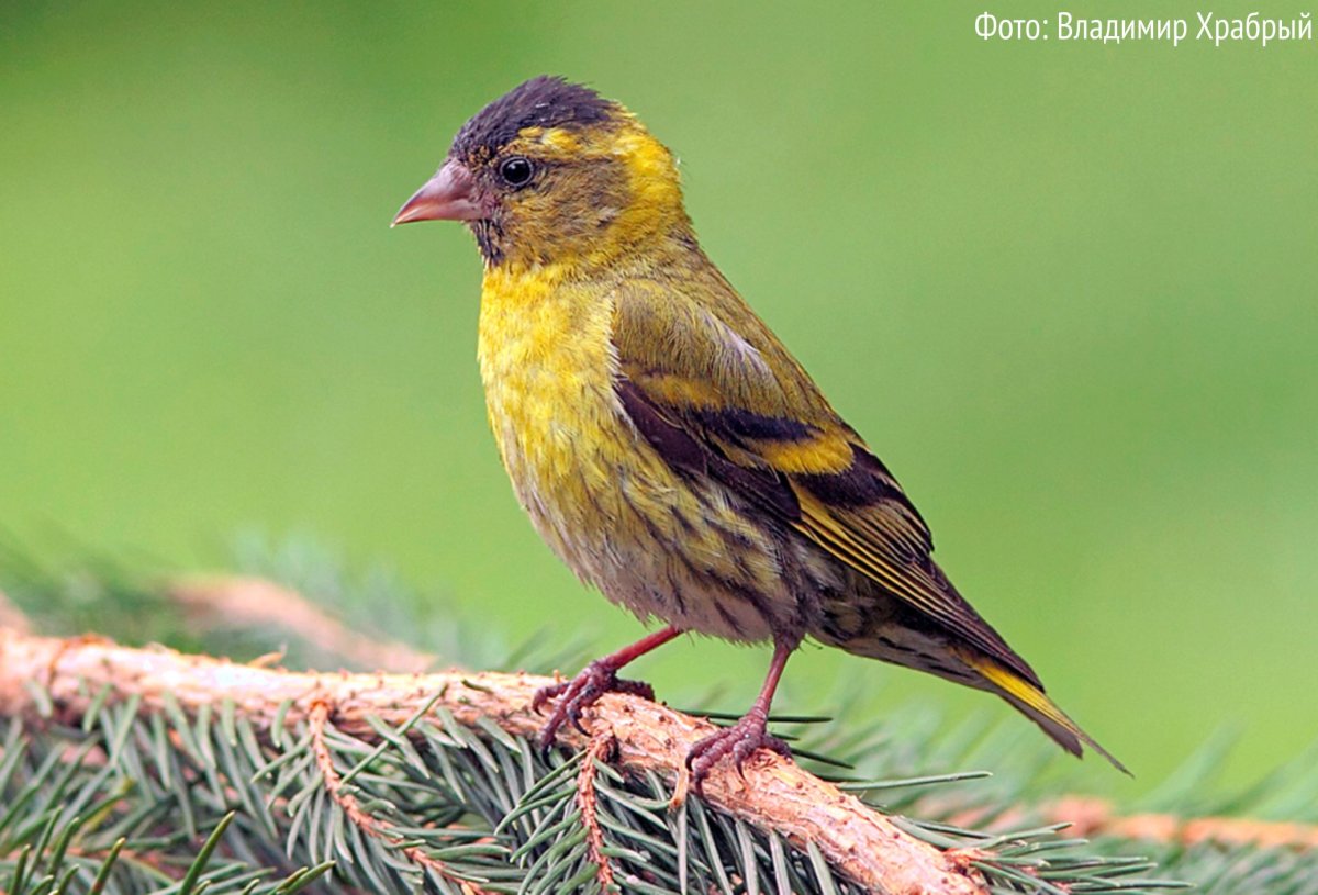 Певчие птицы Ленинградской