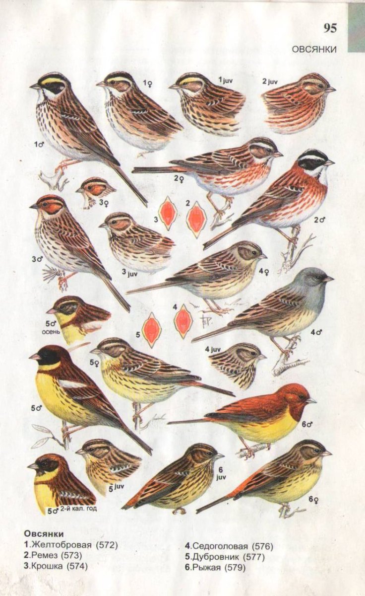 Определитель птиц средней полосы России