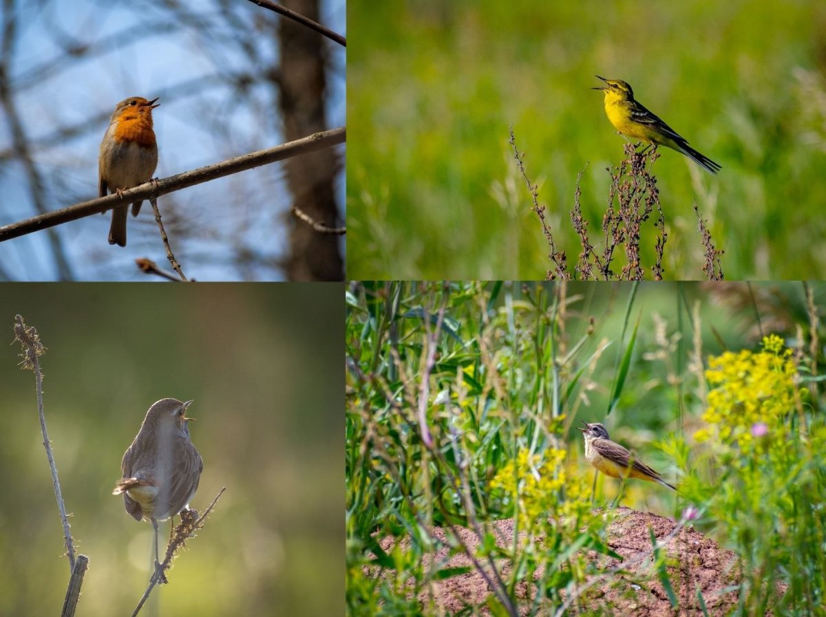 Певчие птицы Астраханской области