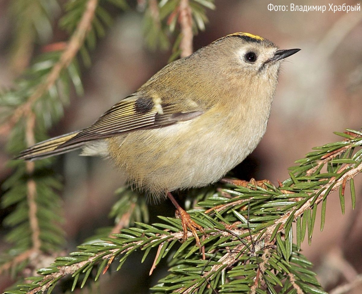 Певчие птицы Ленинградской