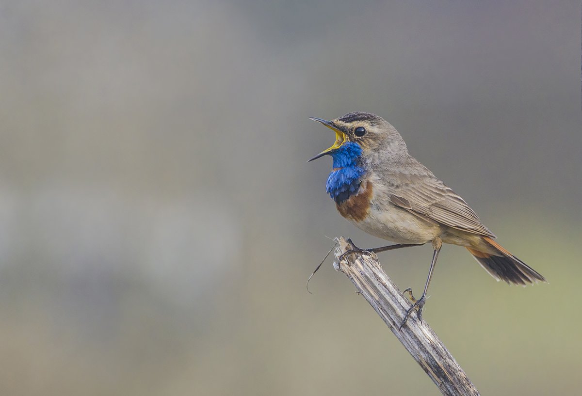 Туляк птица