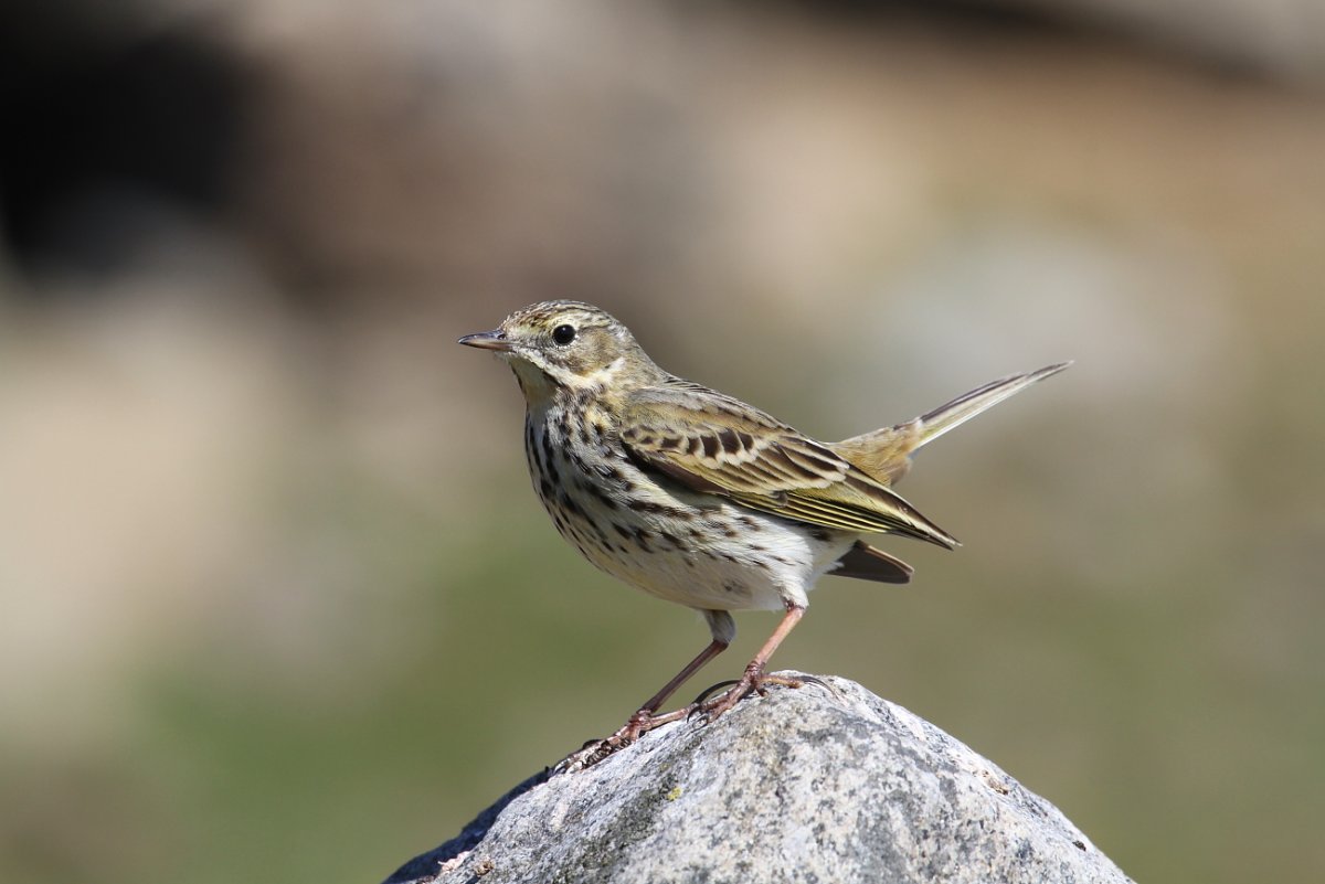 Лесные птицы Ленинградской