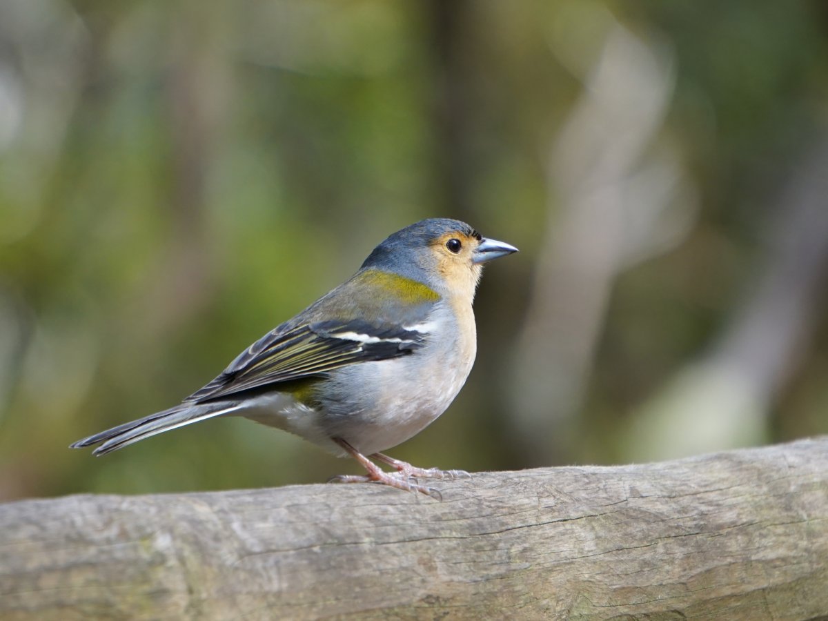 Зяблик птичка певчая
