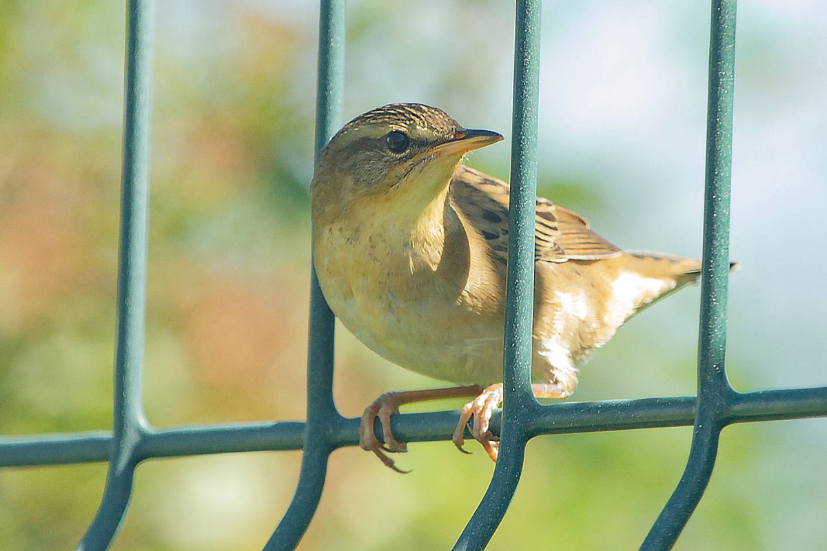 Вертишейка птица дальнего Востока