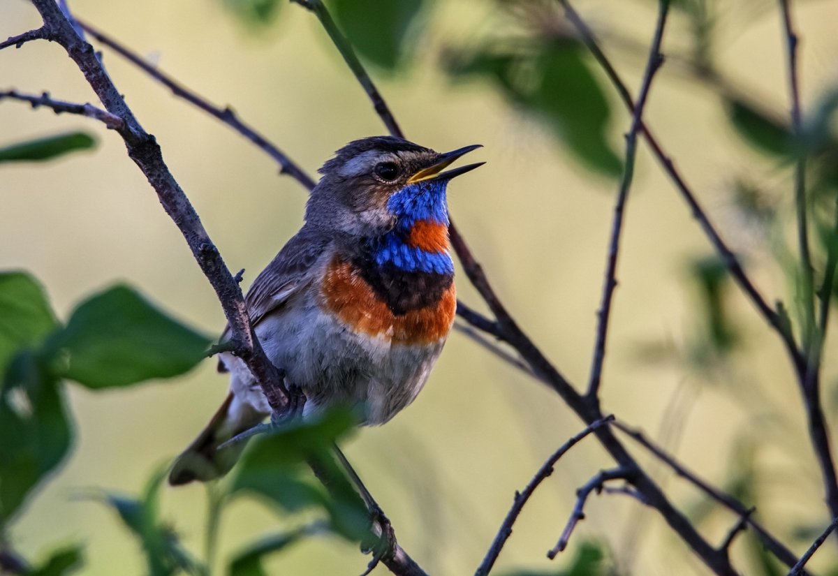 Соловей варакушка