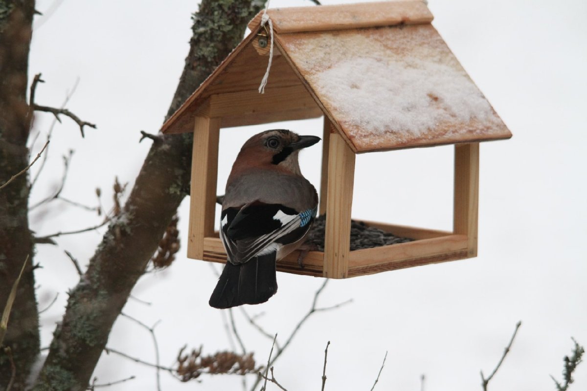 Мяукающая и плачущая птица