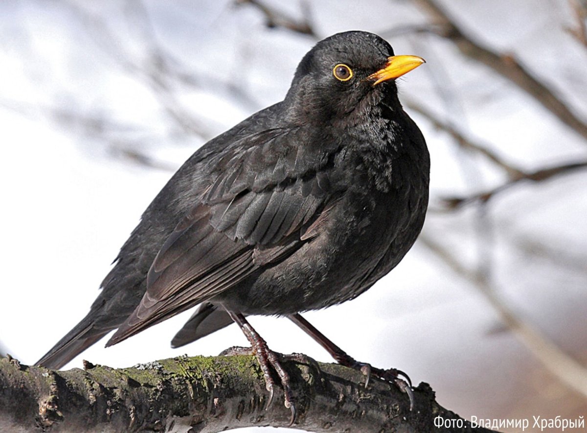 Дрозды в Санкт-Петербурге