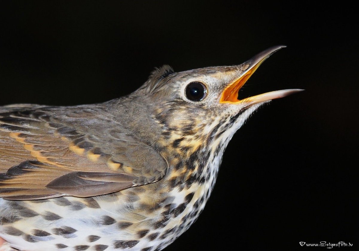 Певчий Дрозд трель