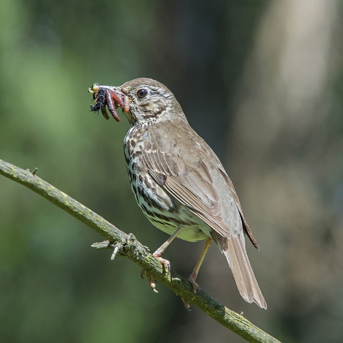 Дрозд деряба