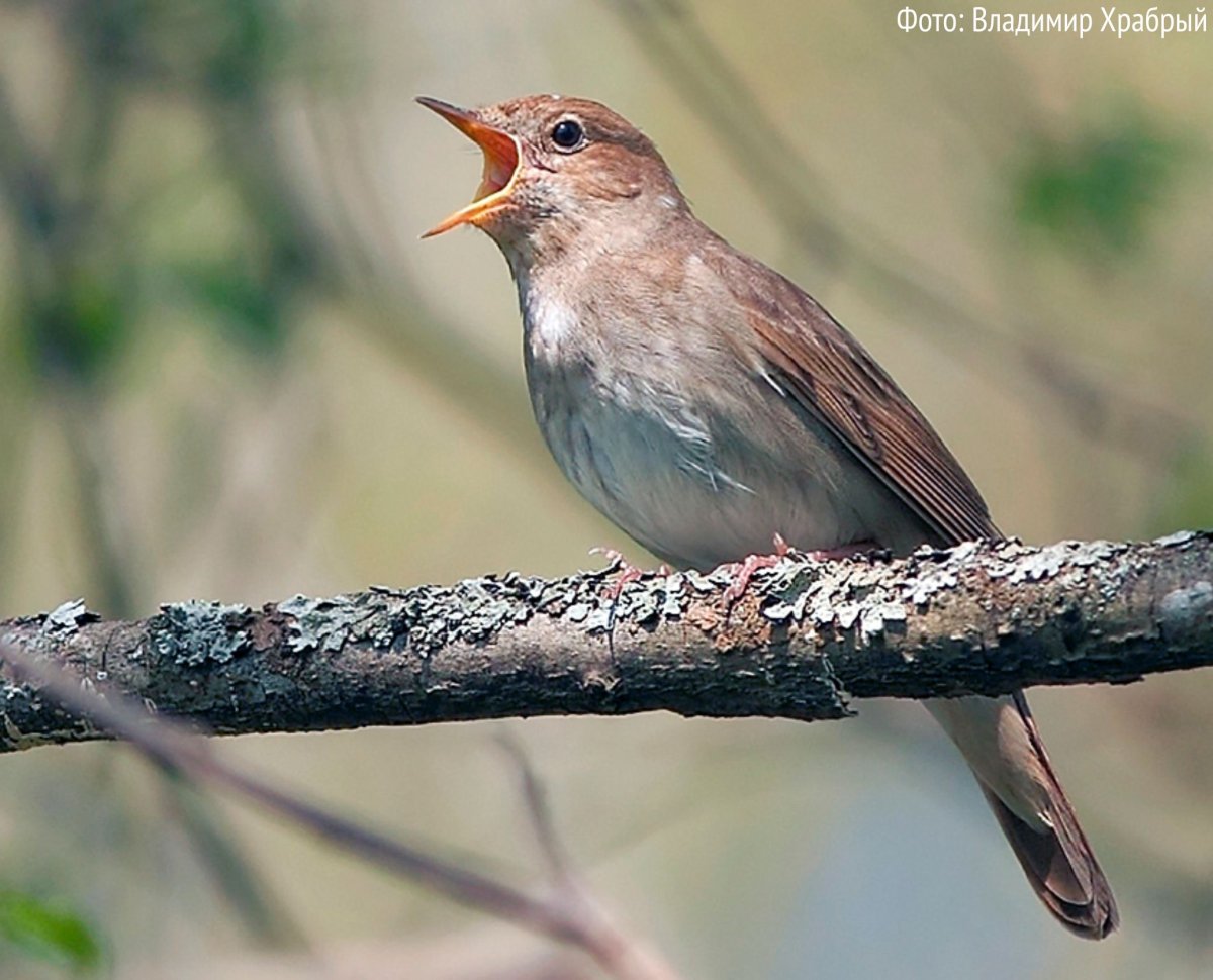 Соловей Ленинградской области