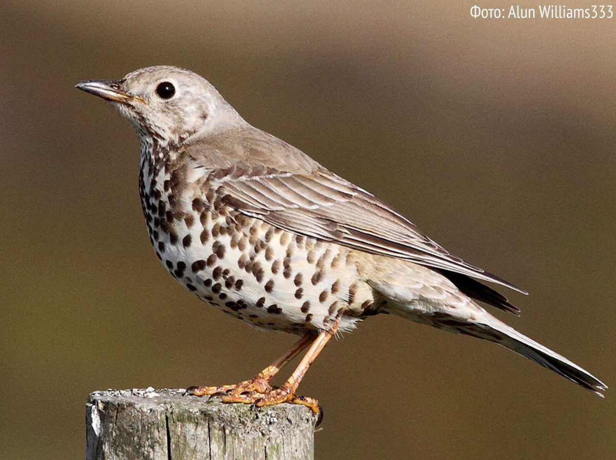 Дрозд деряба голос