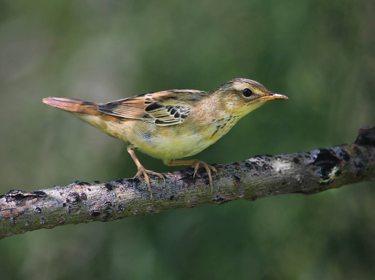 Locustella certhiola