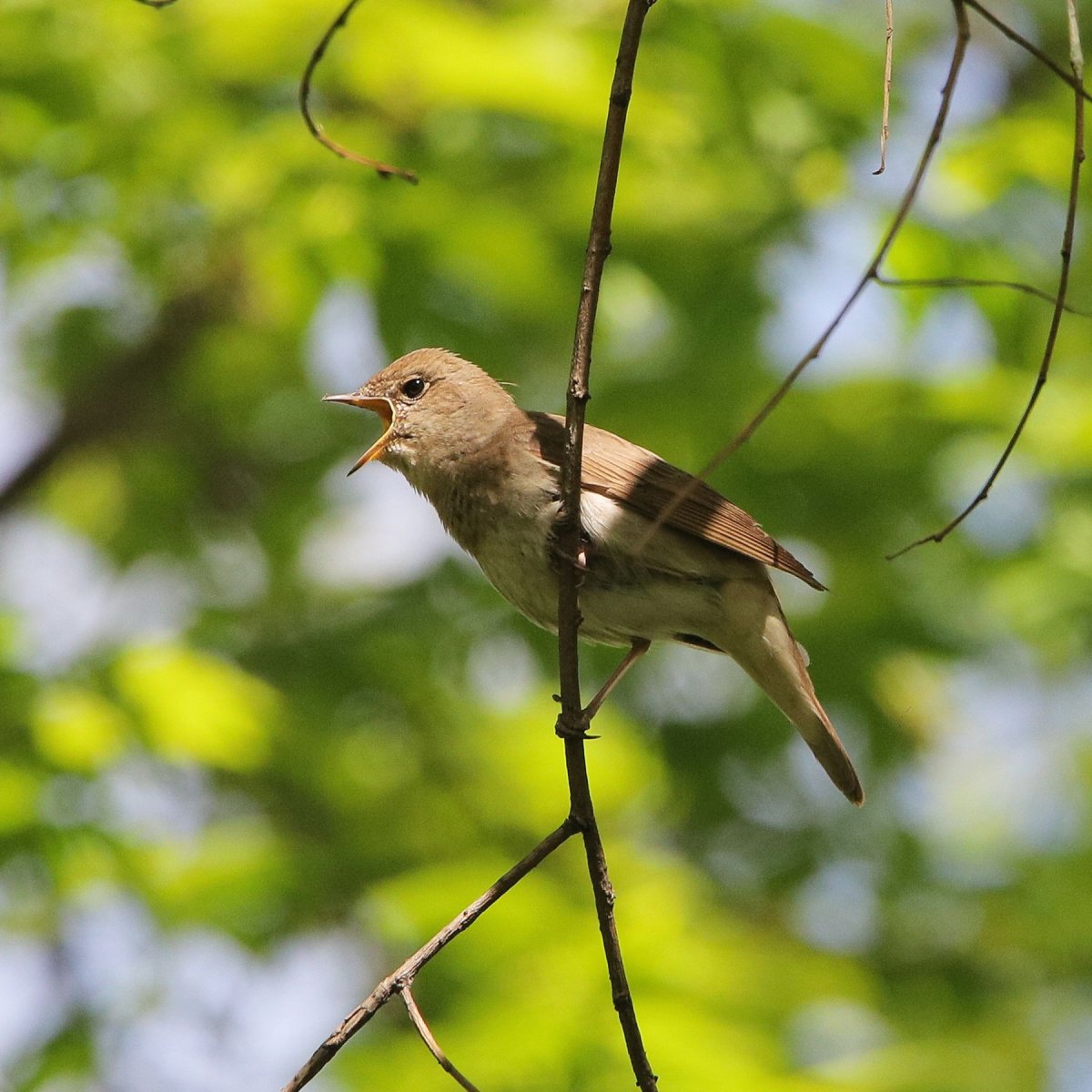 Соловей Соловей Пташечка Канареечка жалобно поет
