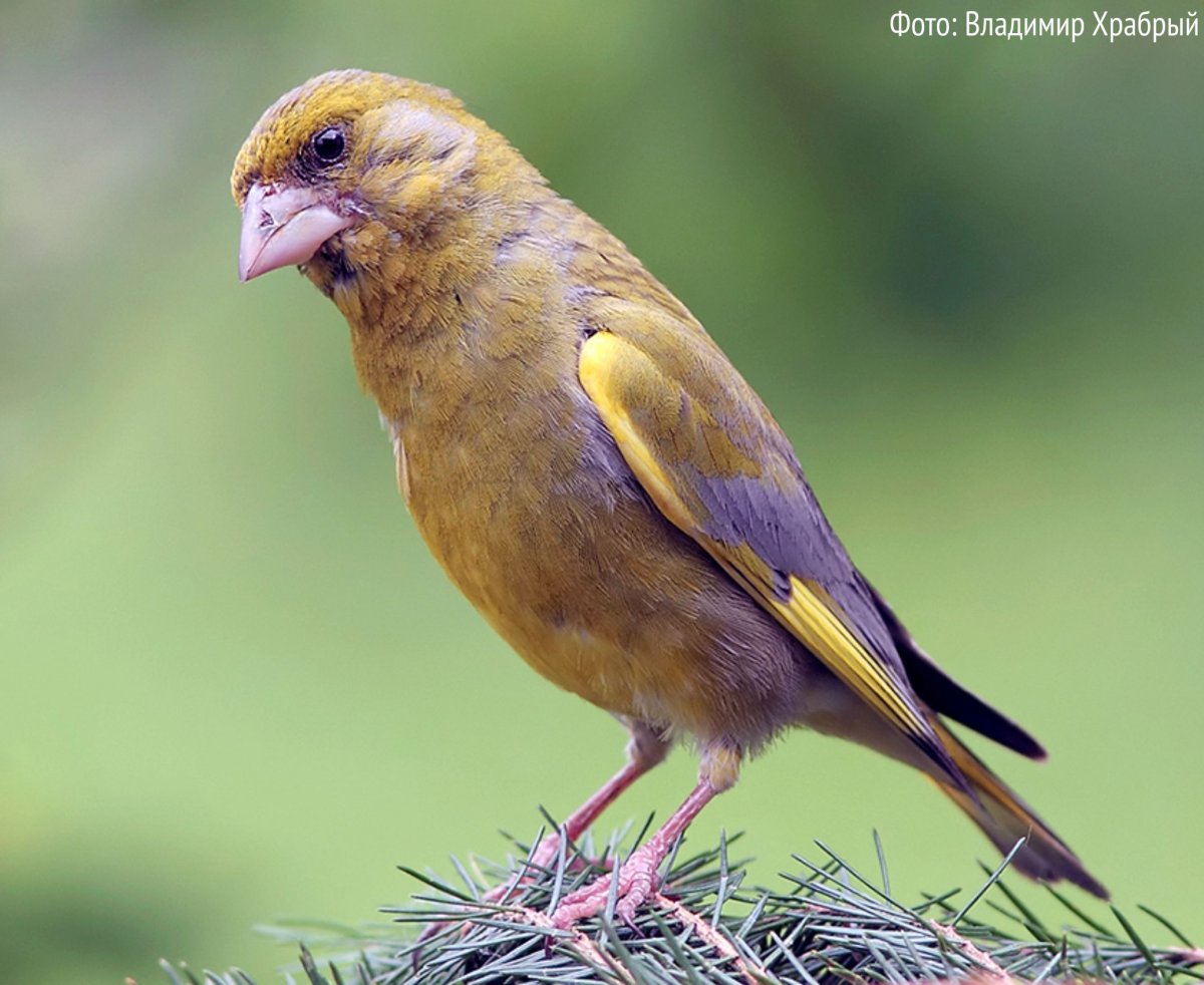 Певчие воробьиные Вьюрковые