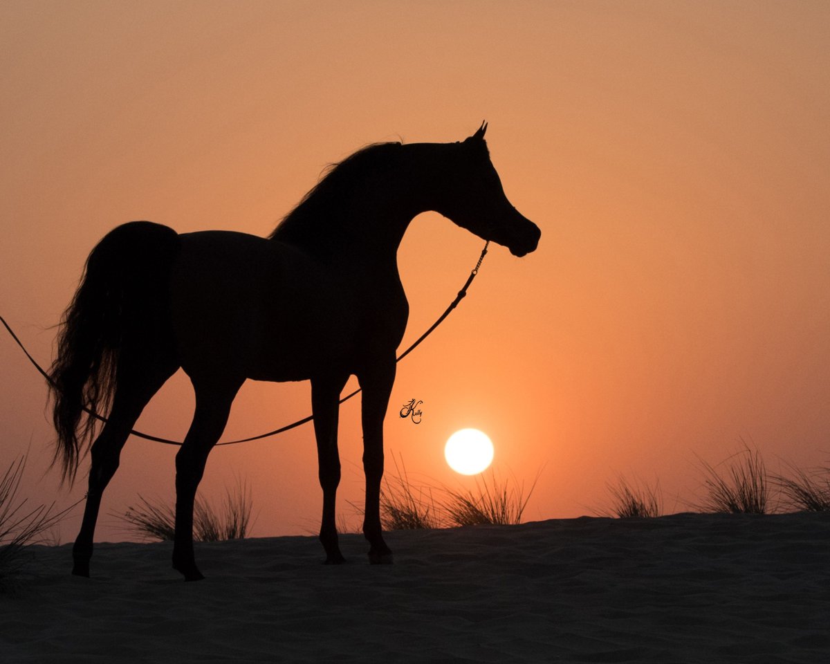 Грозный конь