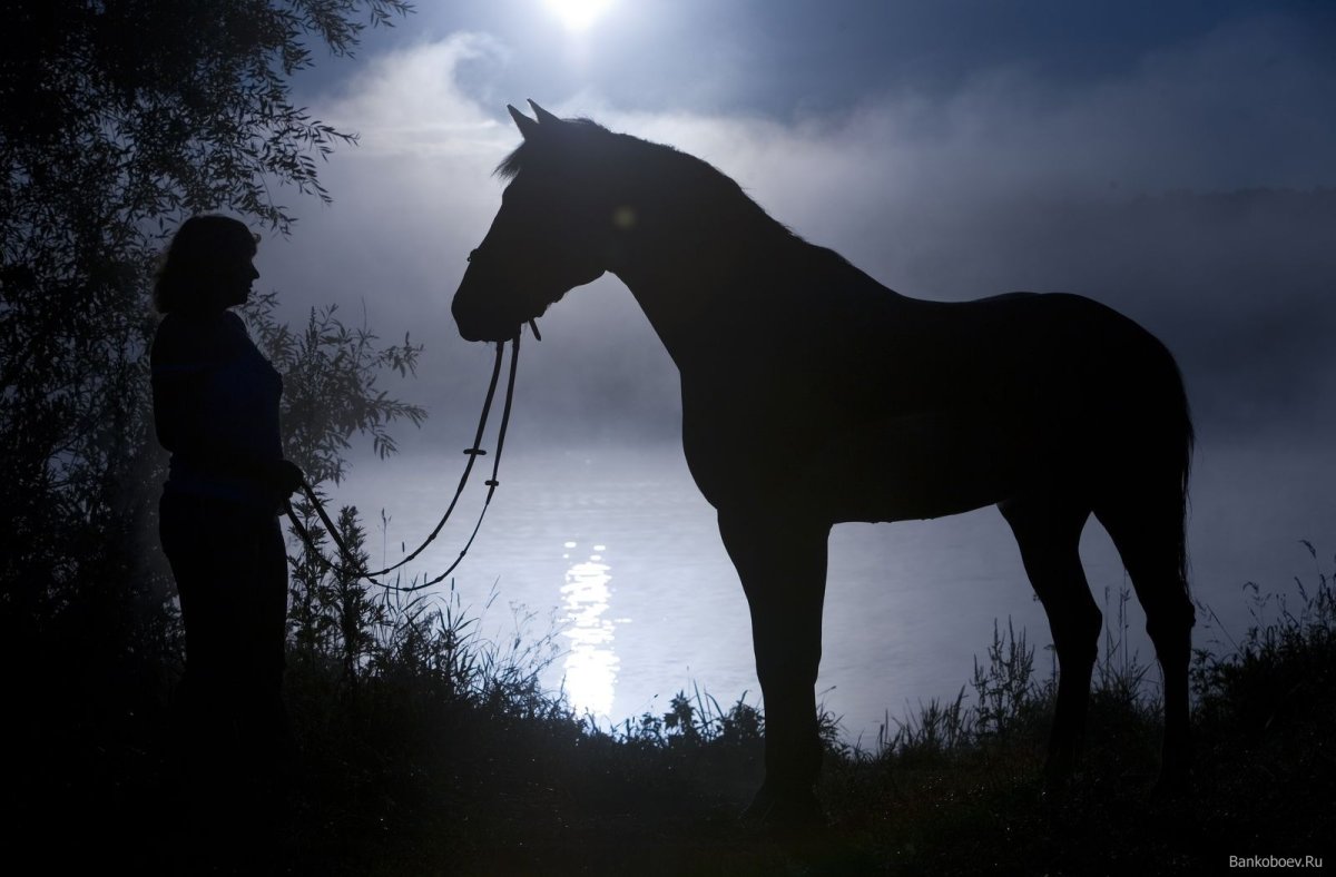 Кони в ночном