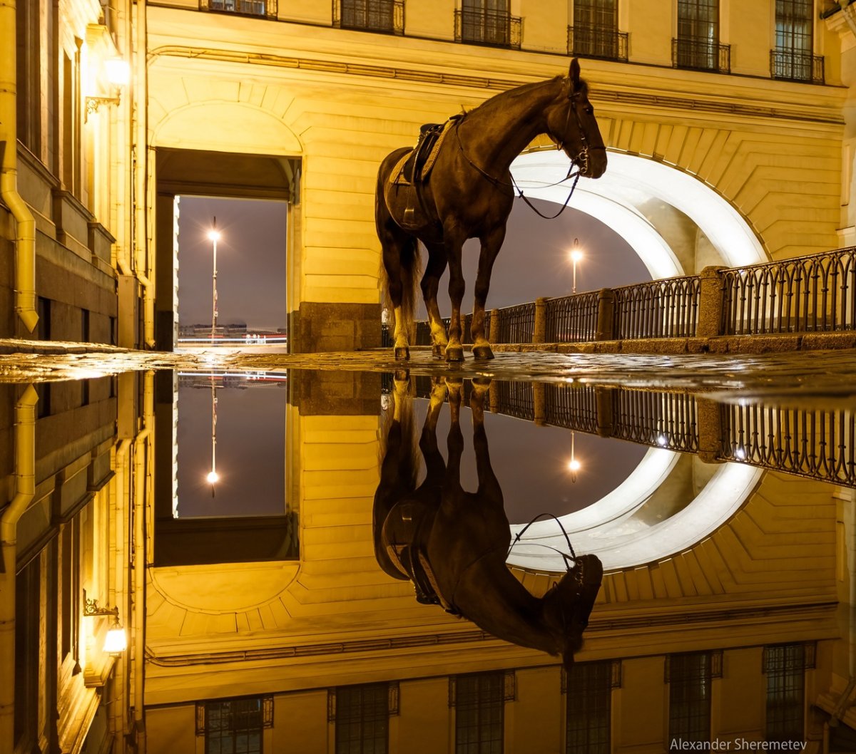 Лошадь в городе