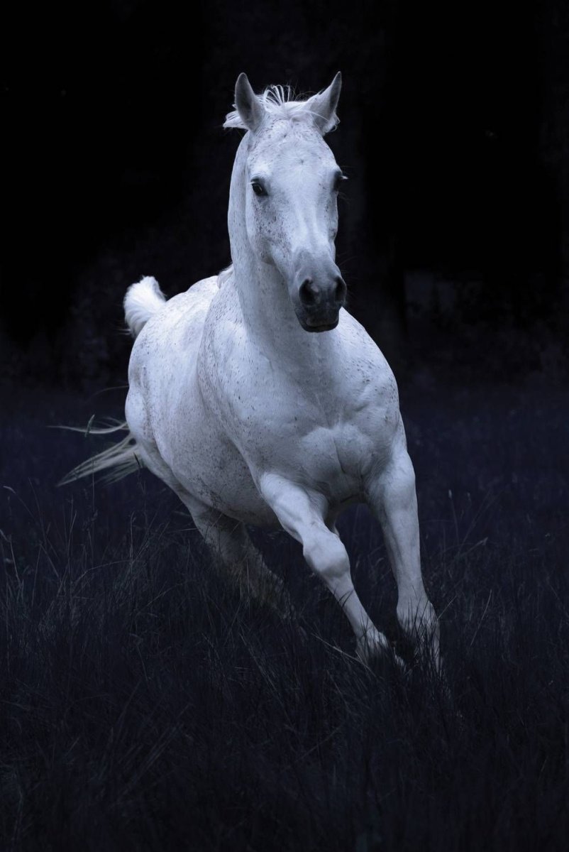 Лошадка ночью