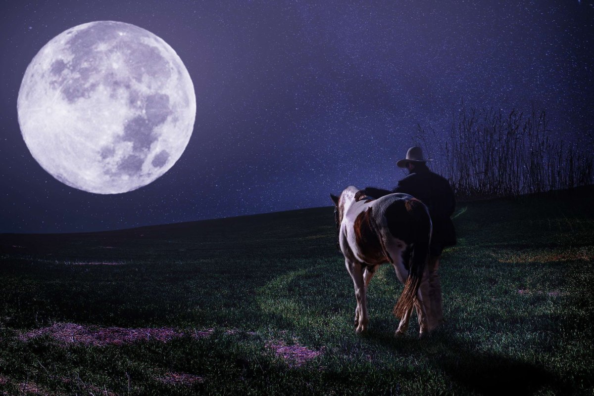 Лошади в ночном