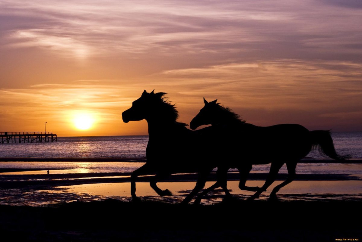 Табун лошадей на закате