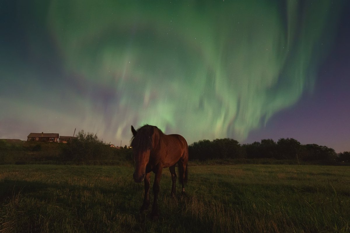 Лошадь и Северное сияние