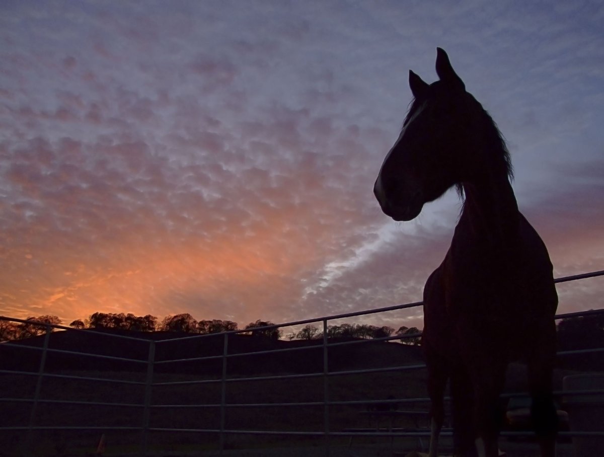 Конь Эстетика