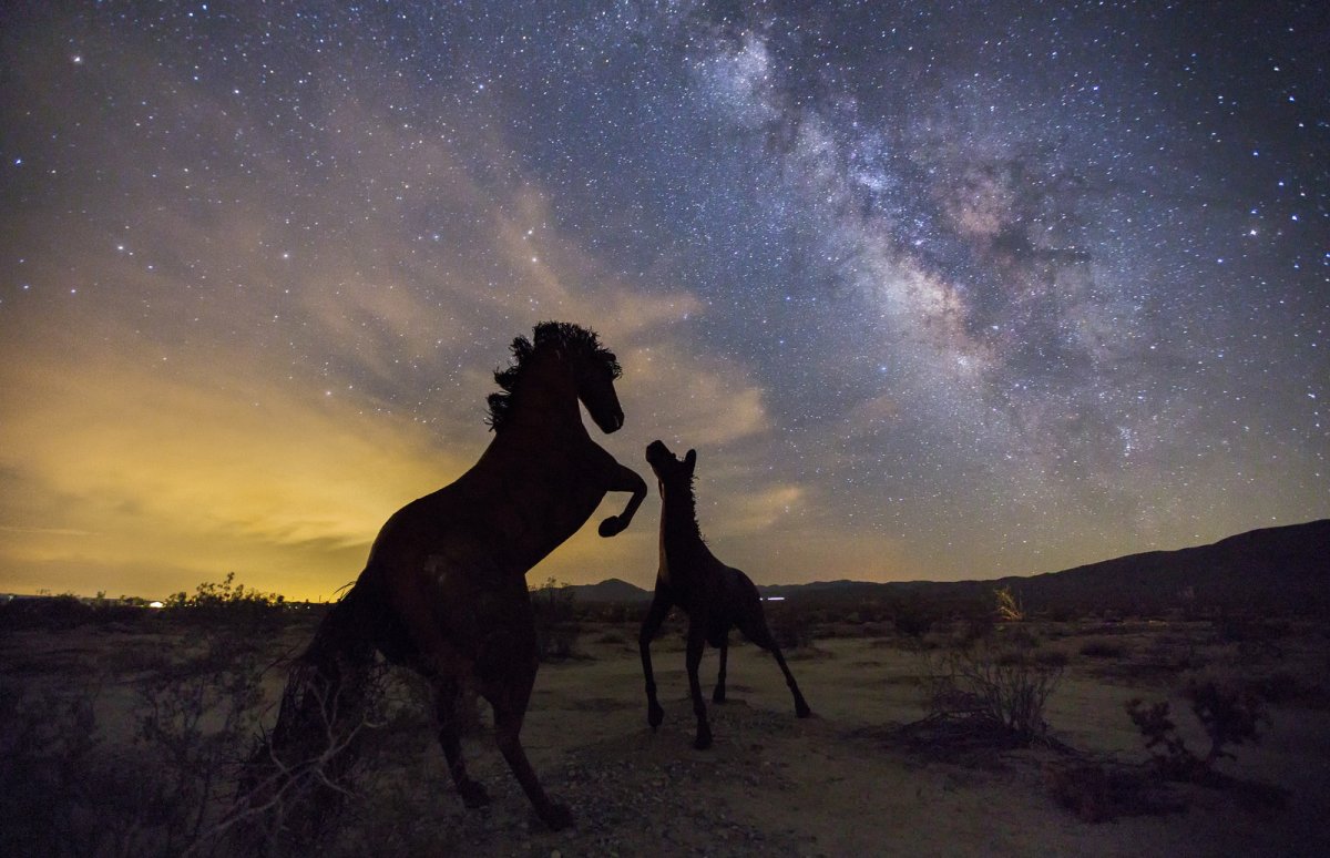Животные и звездное небо