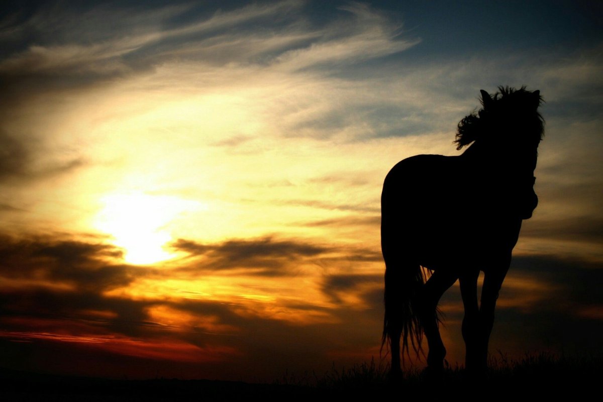 Лошади в ночном