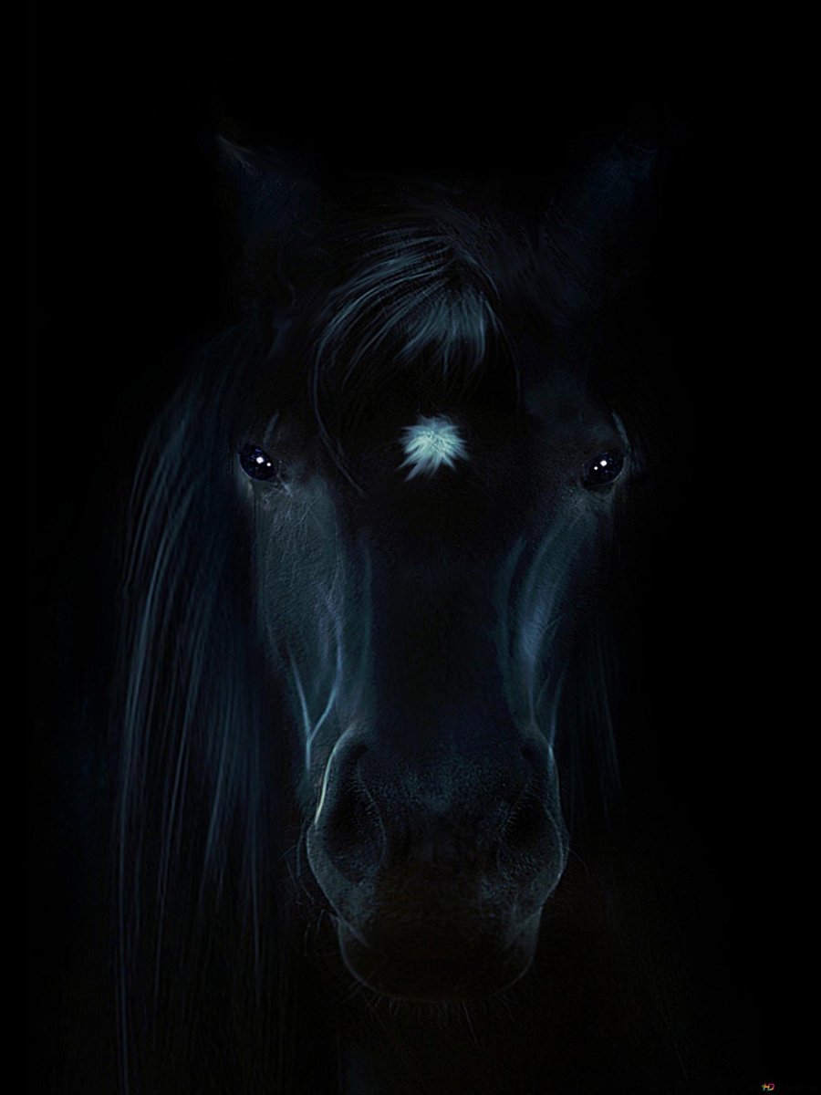 Вороной конь в ночи