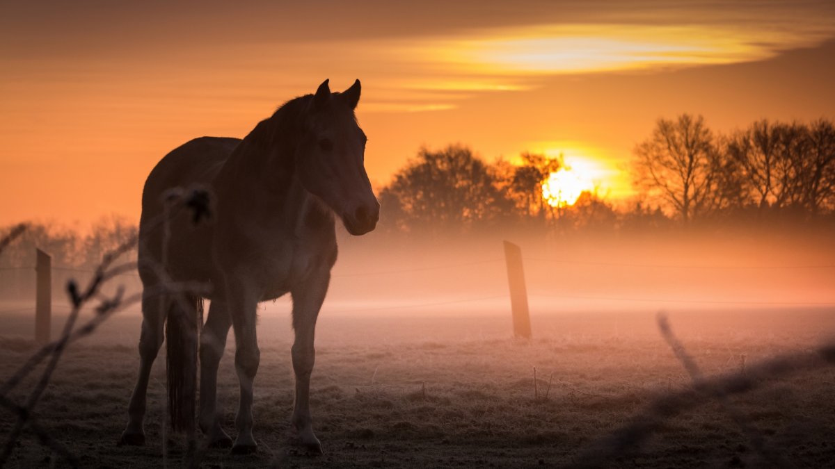 Лошади на закате