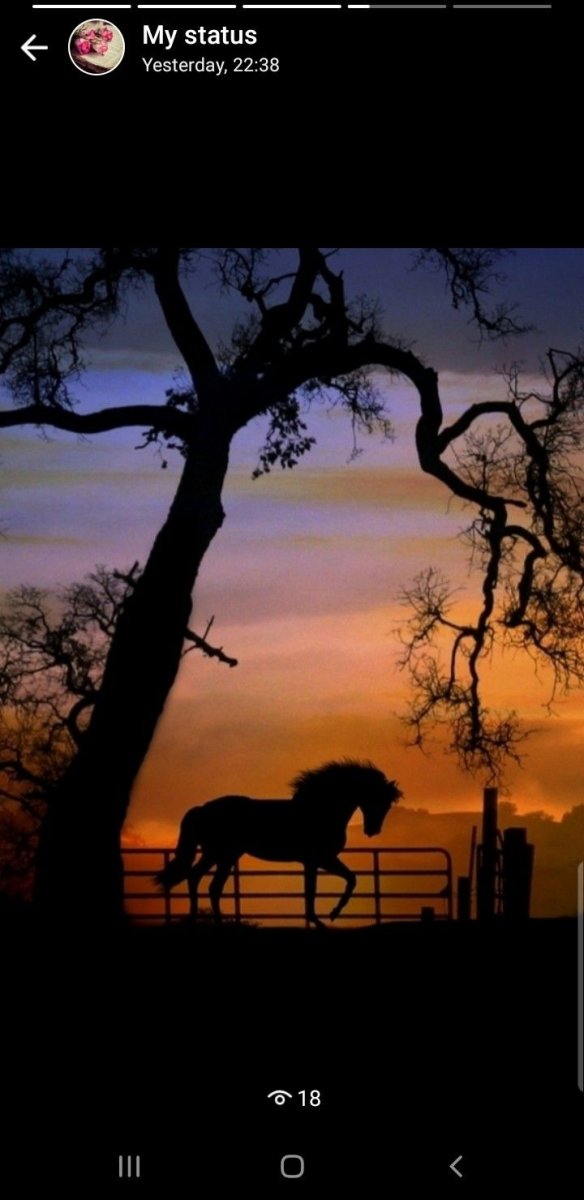 Красивый силуэт лошади