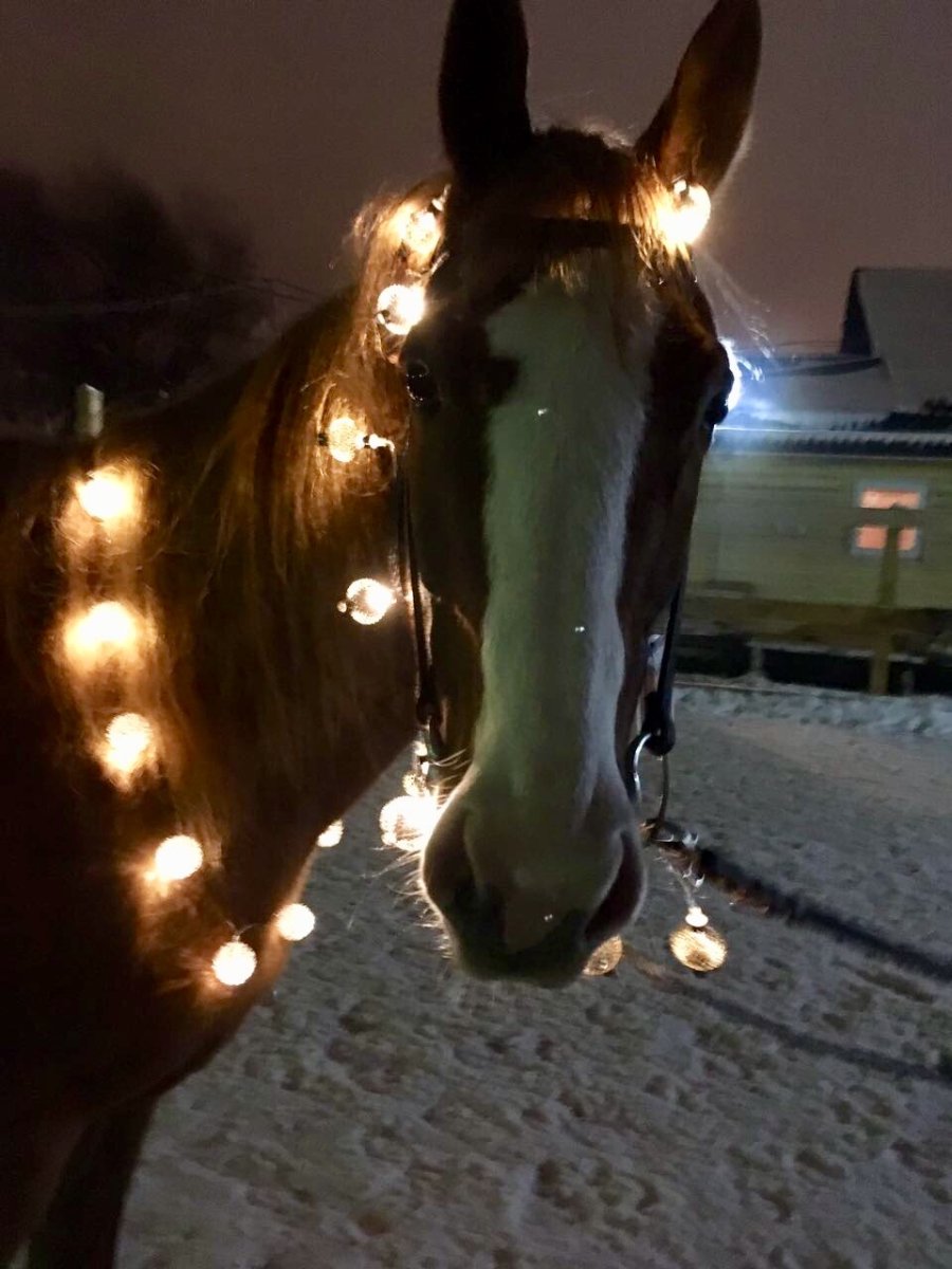 Гирлянда кони