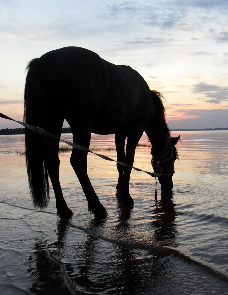 Лошади на водопое