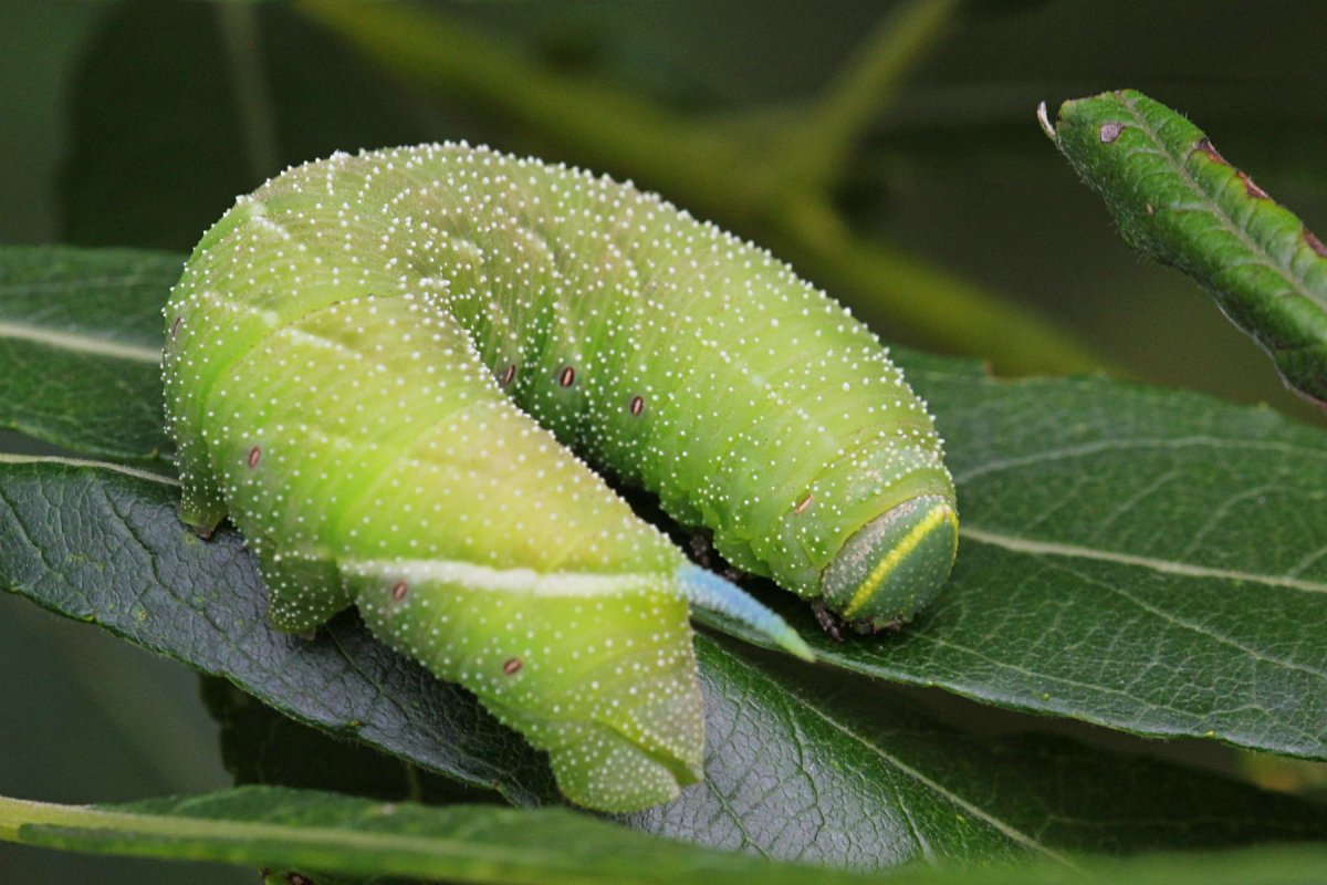 Smerinthus ocellatus гусеница