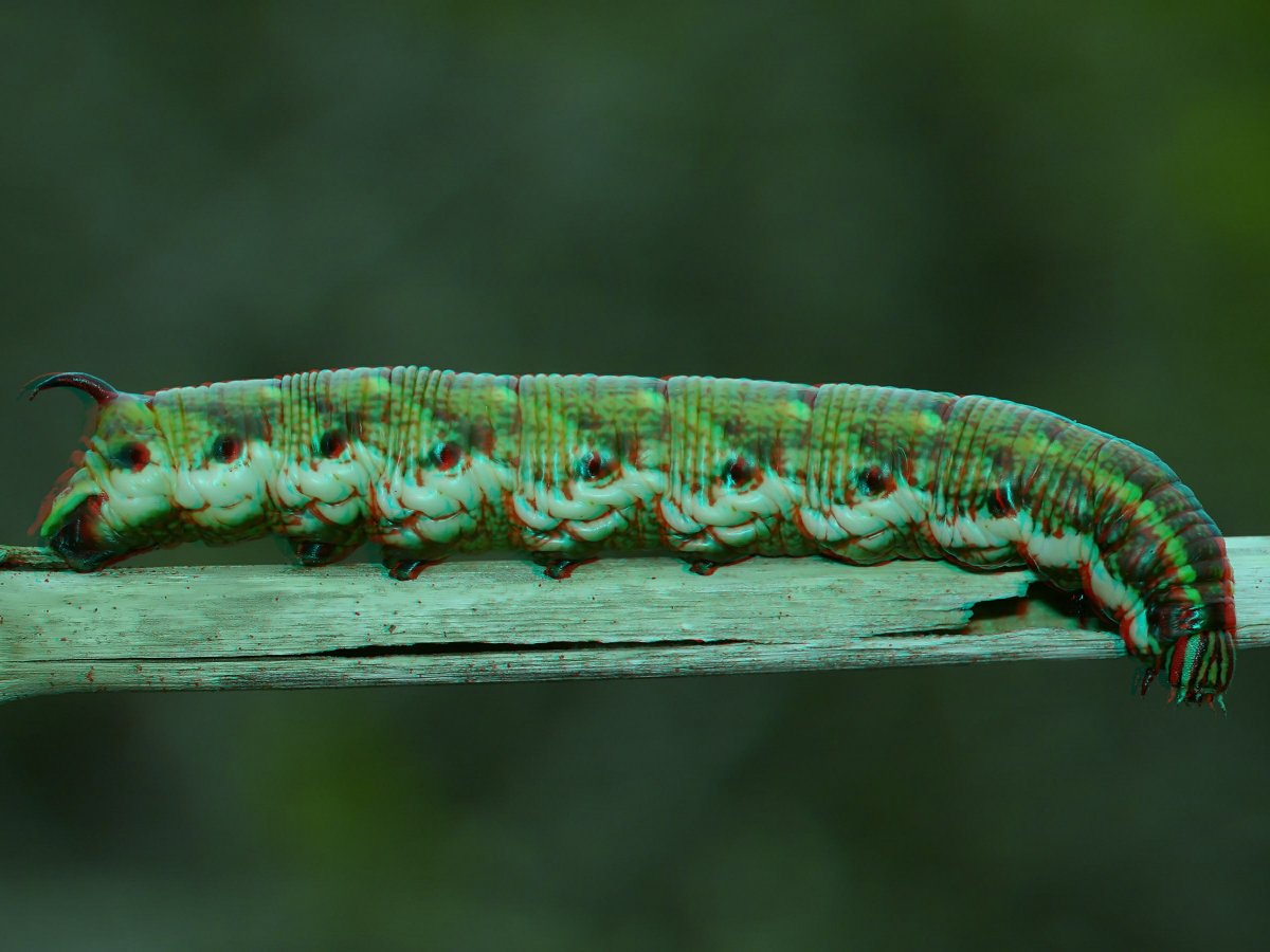 Agrius convolvuli гусеница