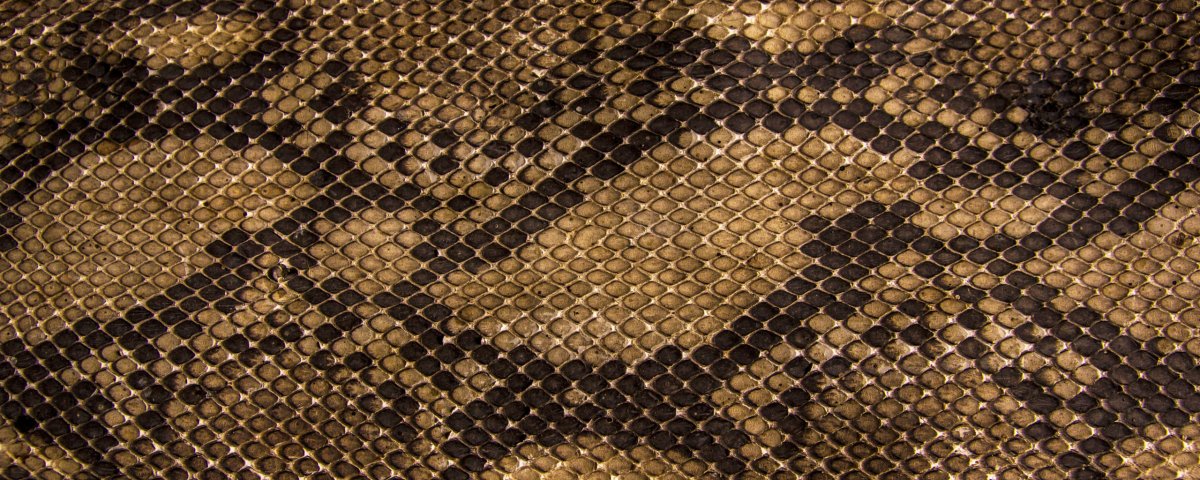 Кожа змеи