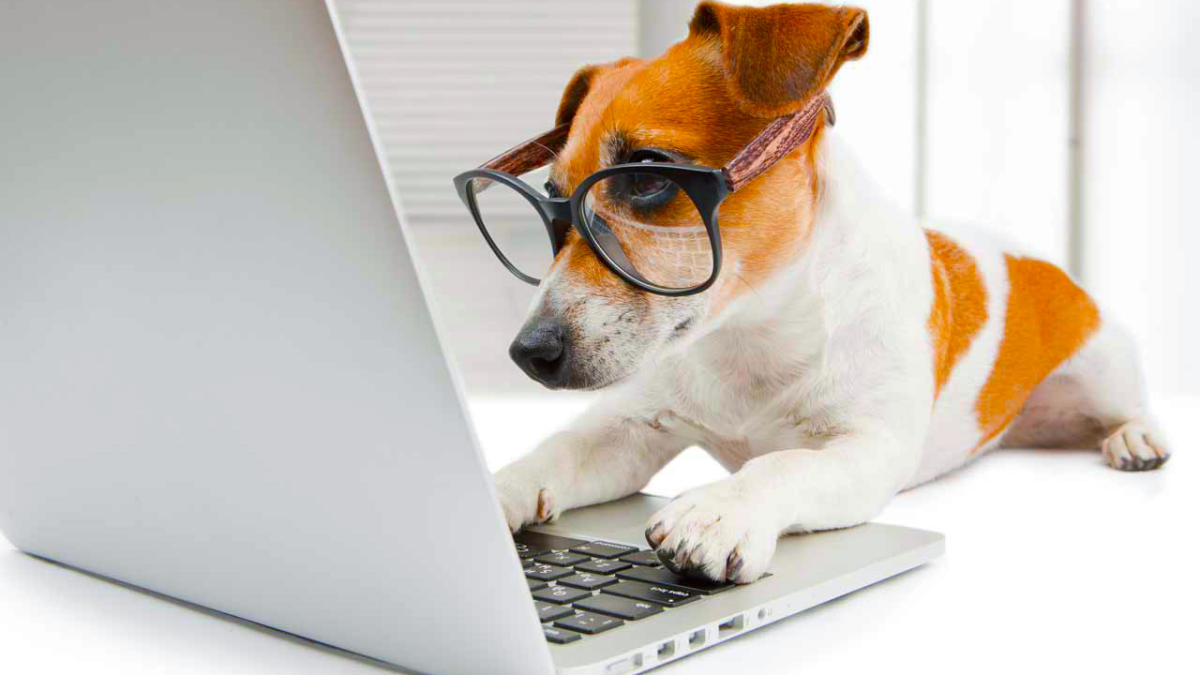 Собака в очках за компьютером