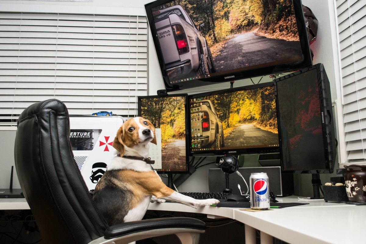 Собака хакер