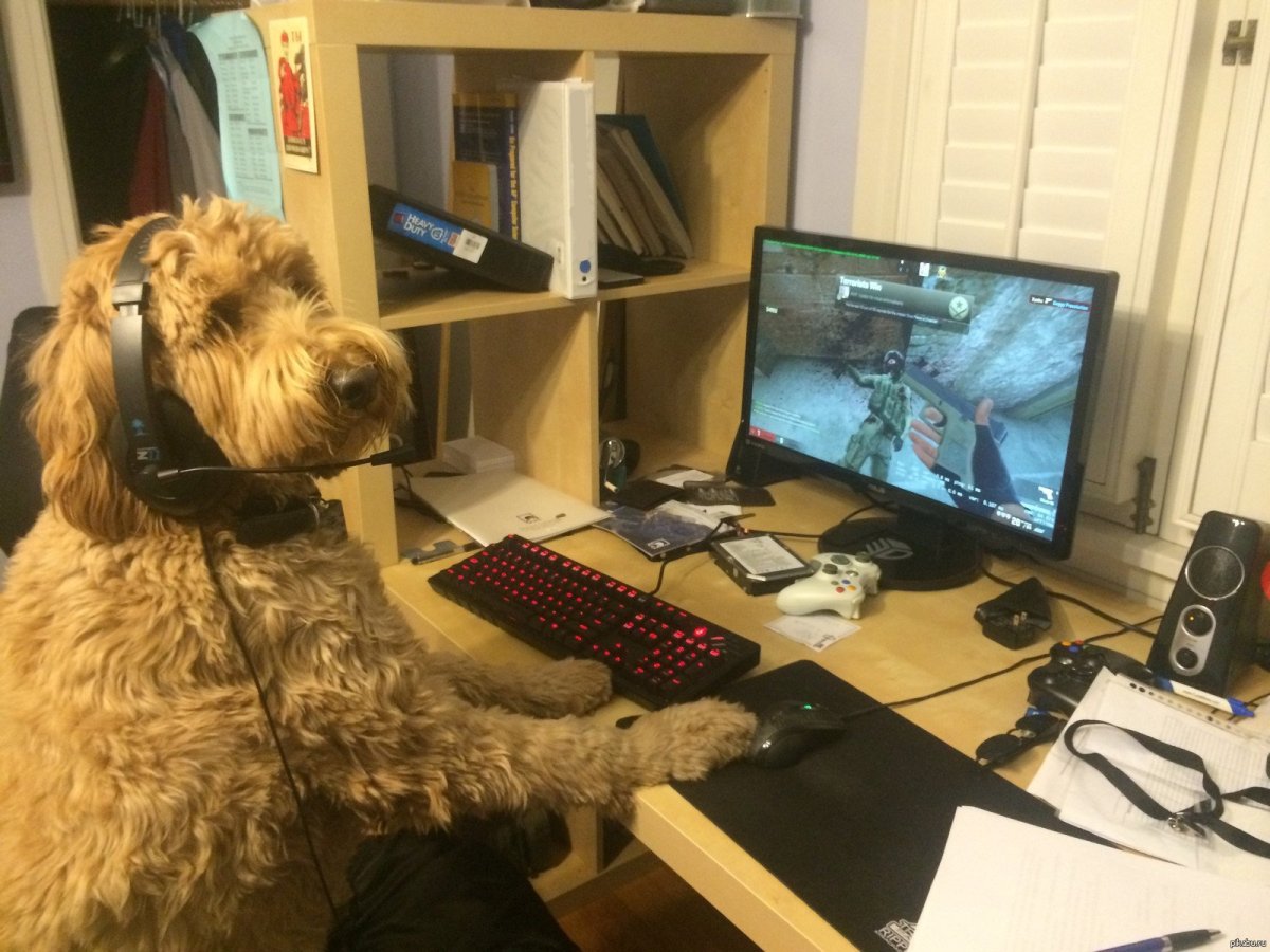 Животные и компьютер