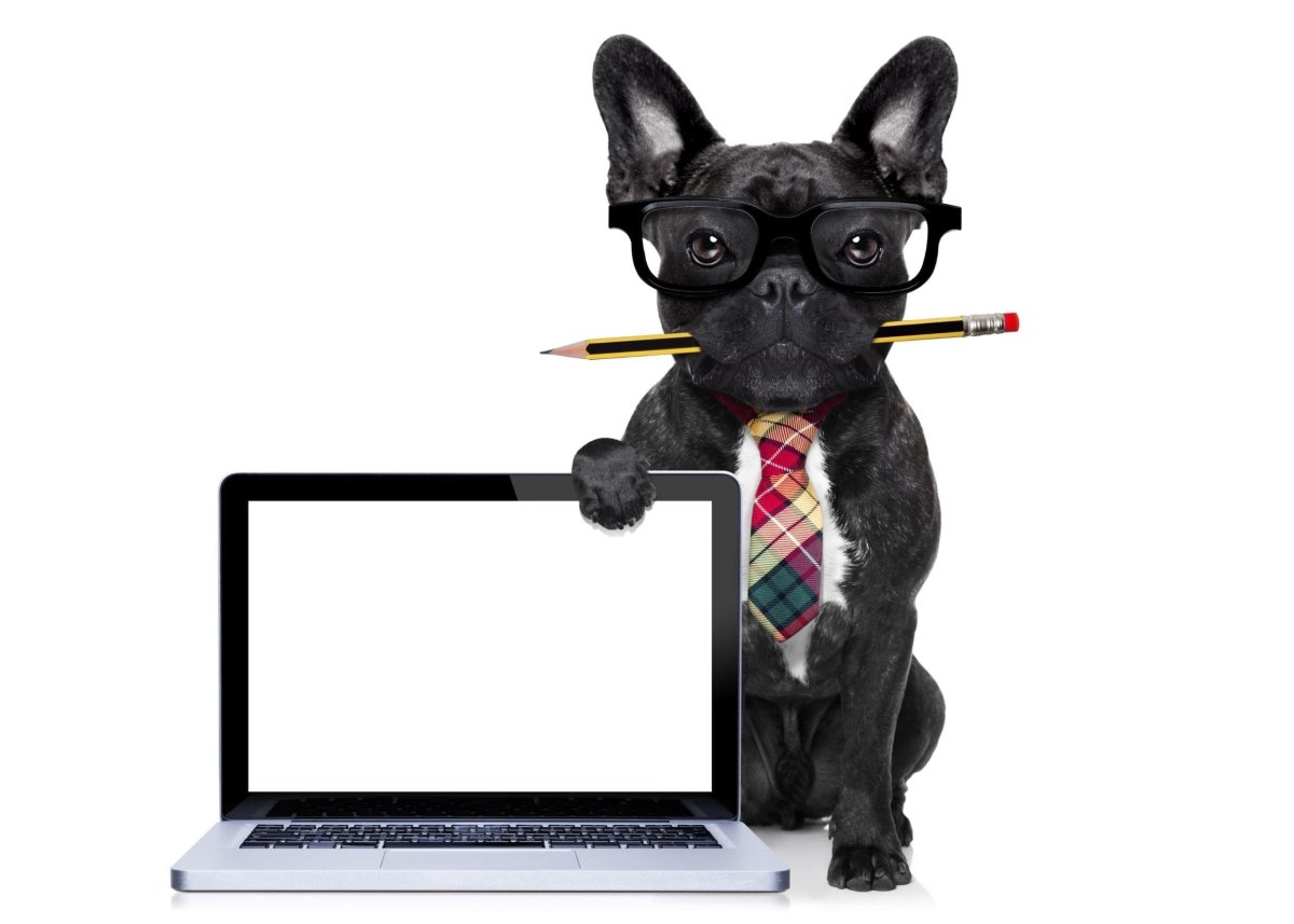 Собака с ноутбуком на белом фоне
