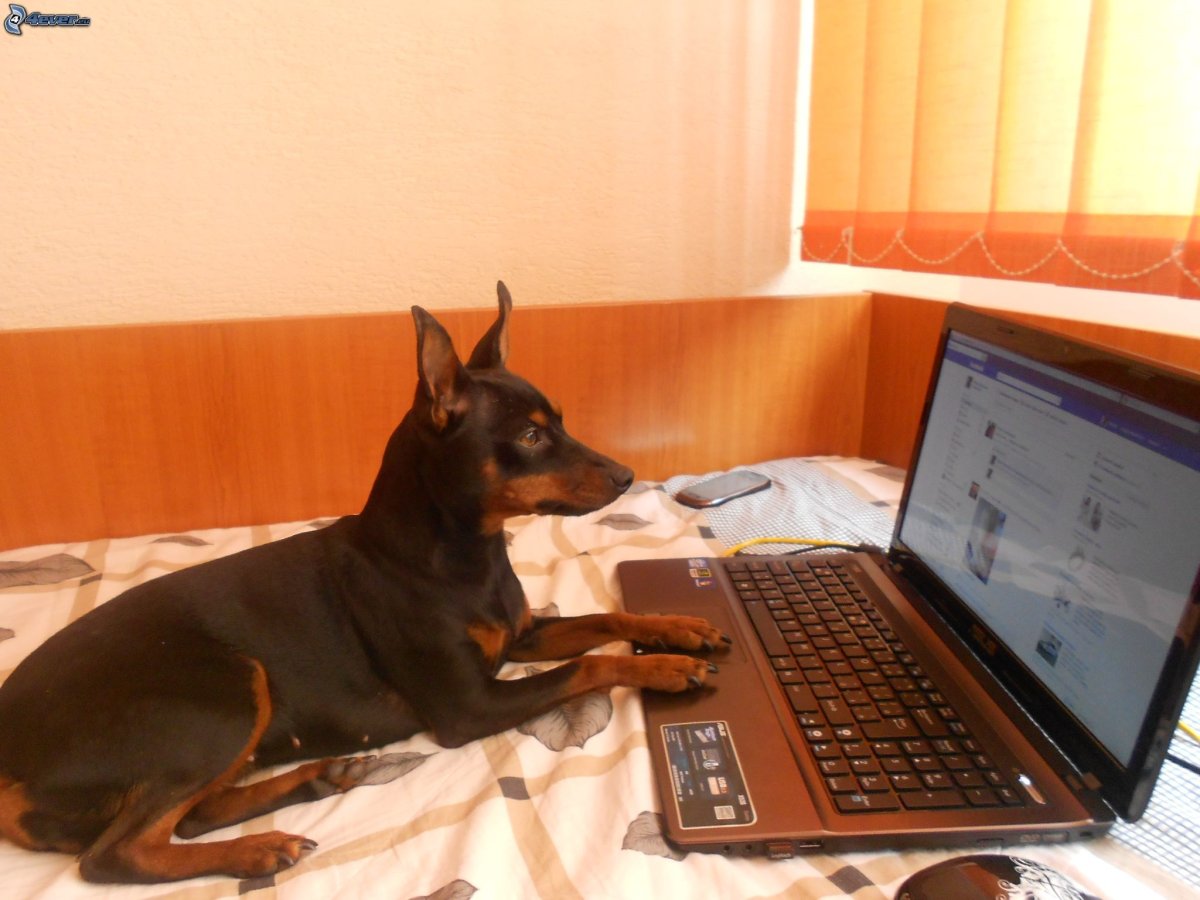 Доберман за компьютером